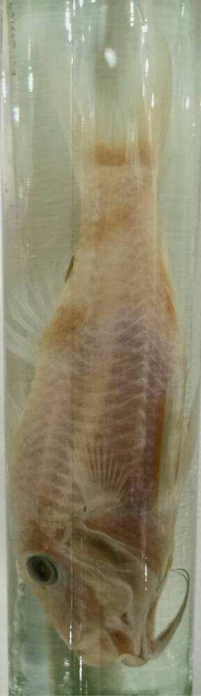 Рыба. Краснобрюхая козобородка (Upeneus japonicus)