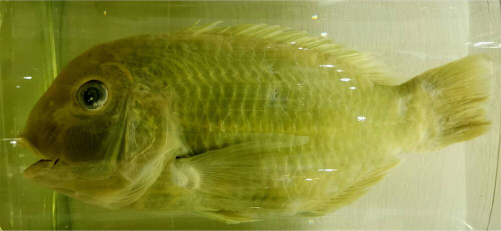 Рыба. (сем. Labridae)