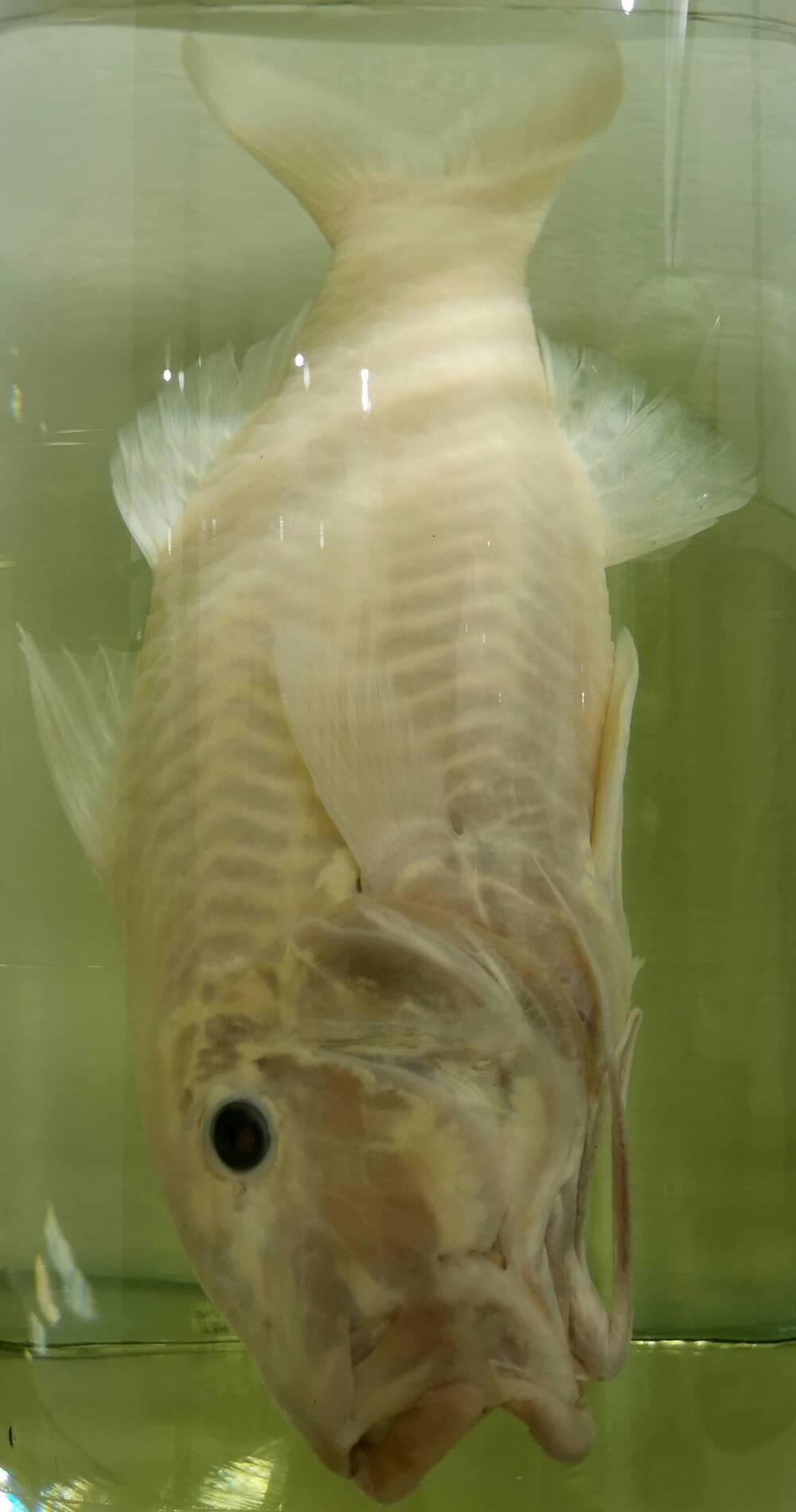 Рыба. (сем. Mullidae)