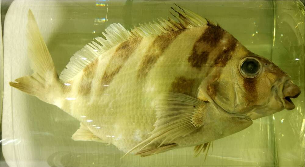 Рыба. Японский гонистий (Cheilodactylus zonatus)