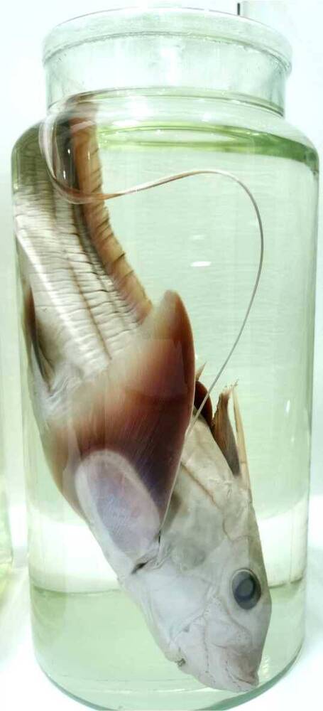 Рыба. Химера бурая, японская (Chimaera phantasma)