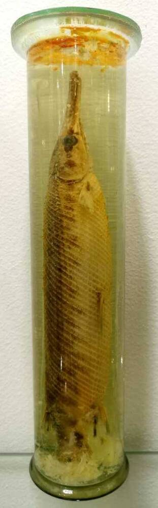 Рыба. Панцирная щука (Lepisosteus sp.)