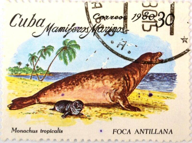 Почтовая марка (Куба) «Mamiferos Marinos (Monachus tropicalis)»