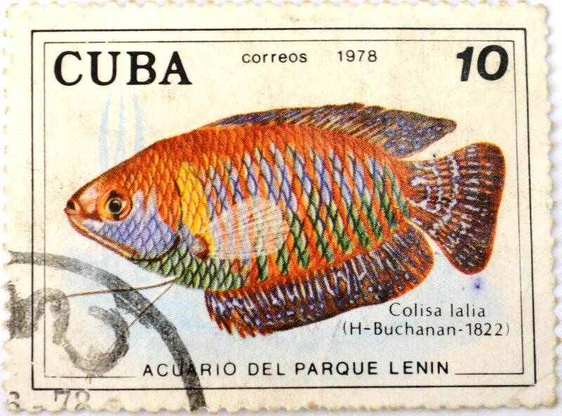 Почтовая марка (Куба) «Colisa latia»