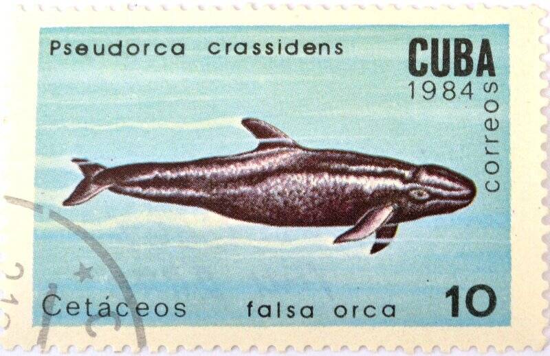 Почтовая марка (Куба) «Cetaceos»