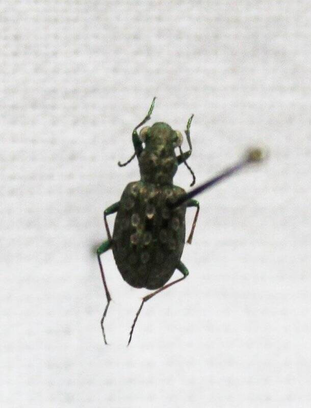 Жук. Жесткокрылые, или Жуки Coleoptera.