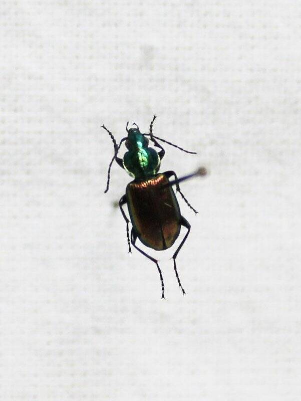 Жук. Жесткокрылые, или Жуки Coleoptera.