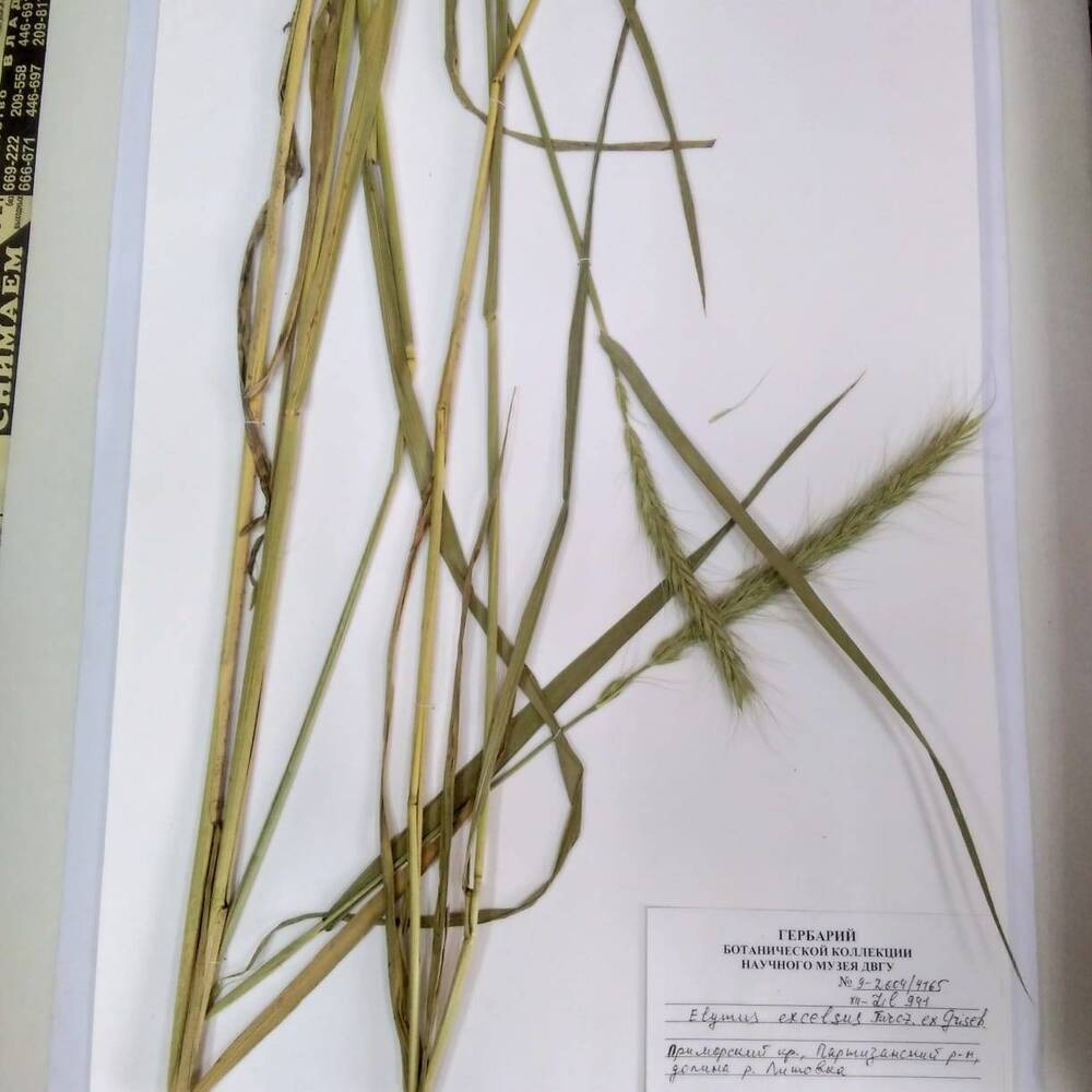 гербарий Пырейник высокий (Elymus excelsus)