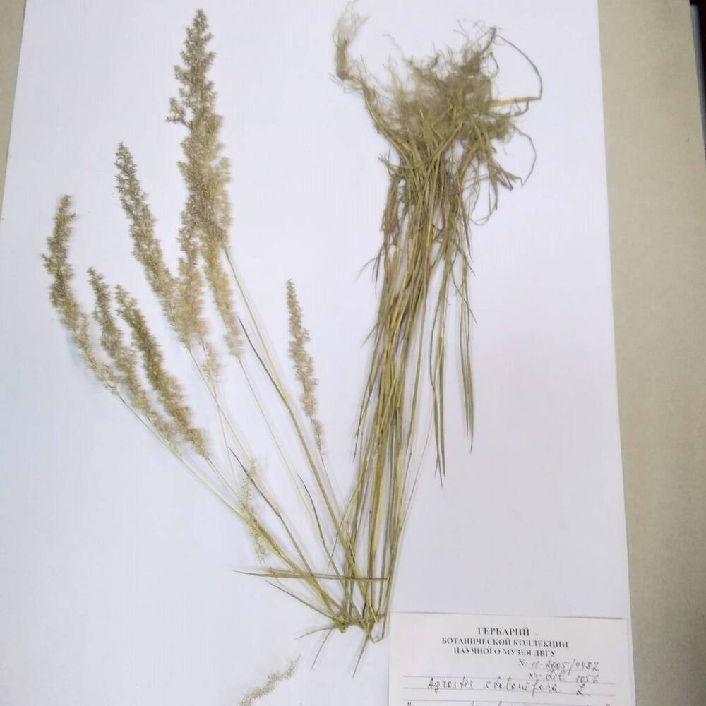 гербарий Полевица побегообразующая (Agrostis stolonifera)