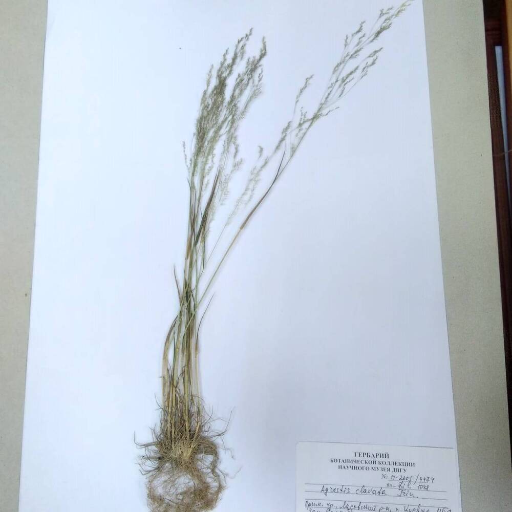 гербарий Полевица булавовидная (Agrostis clavata)