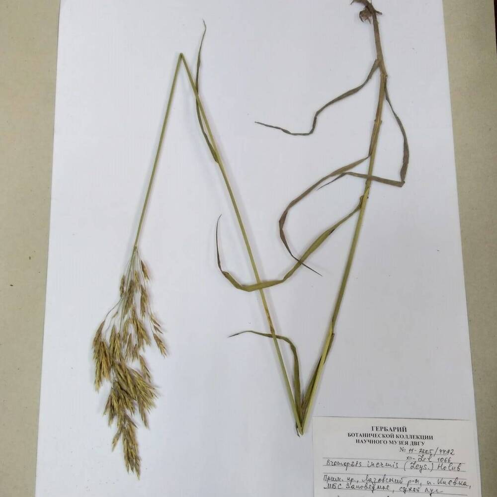 гербарий Кострец безостый (Bromopsis inermis)