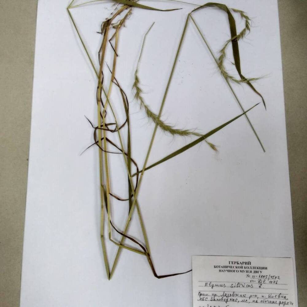 гербарий Пырейник сибирский (Elymus sibiricus)