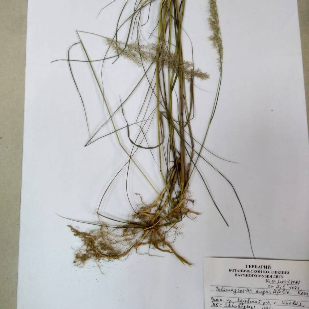 гербарий Вейник узколистный (Calamagrostis angustifolia)