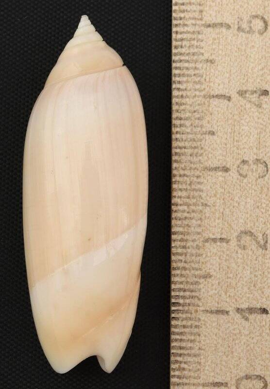 Раковина морского моллюска. Агарония лутария. Agaronia (Anazola) lutaria Röding, P.F., 1798