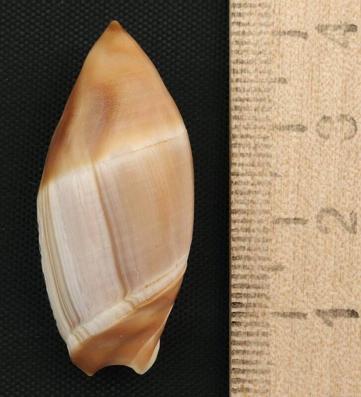 Раковина морского моллюска. Амальда Урасима. Amalda hinomotoensis urasima (var.) (Kira, T., 1955
