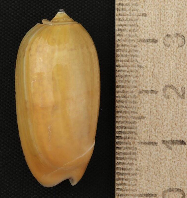 Раковина морского моллюска. Олива  бульбообразная форма олива бульбообразная Лаэвис. Oliva (Oliva) bulbiformis laevis (var.) Marrat, F.P., 1871