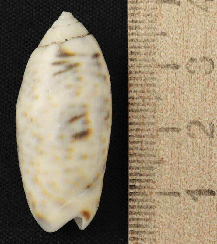 Раковина морского моллюска. Олива епископская. Oliva (Oliva) caerulea caerulea (Röding, P.F., 1798