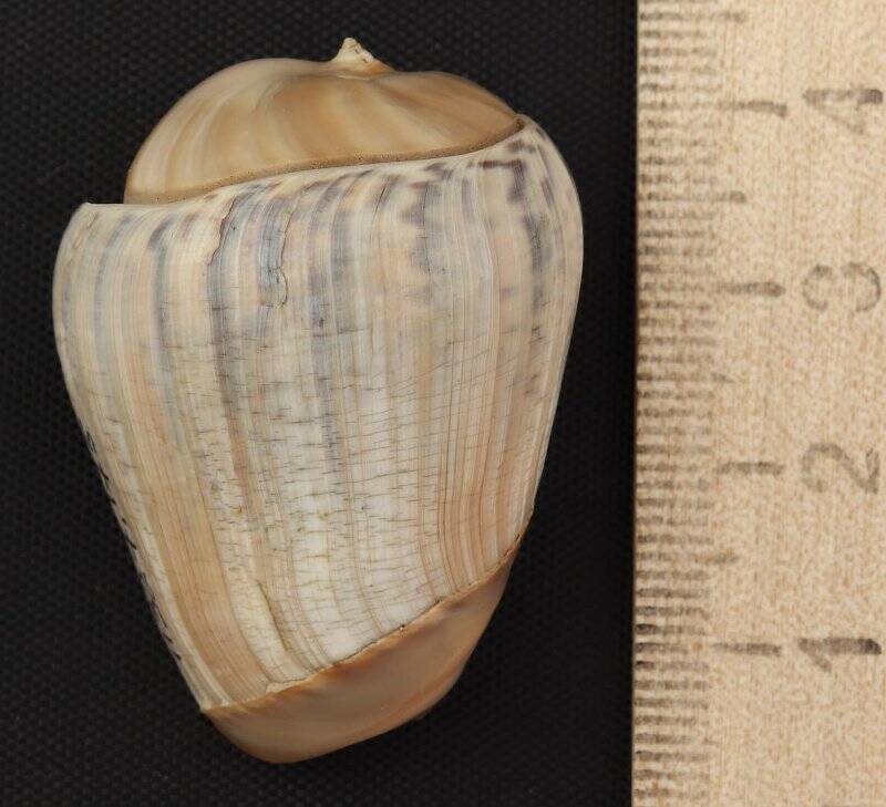 Раковина морского моллюска. Олива кланеофила. Оliva (Galeola) claneophila Duclos, P.L., 1840