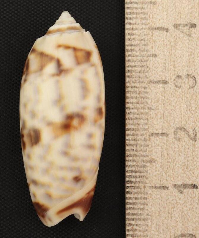Раковина морского моллюска. Тихоокеанская красноротая олива. Oliva (Oliva) miniacea Röding, 1798