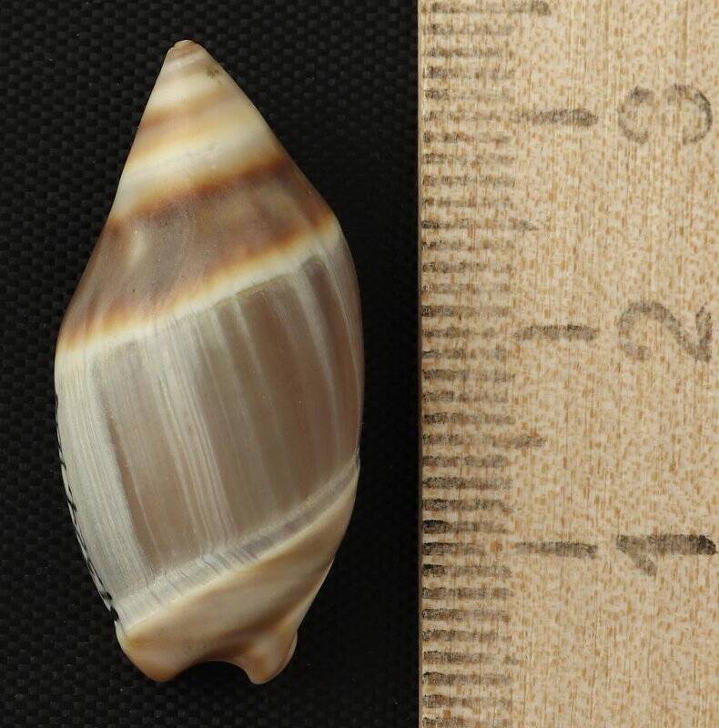 Раковина морского моллюска. Амальда южная. Amalda australis Sowerby, G.B. I, 1830