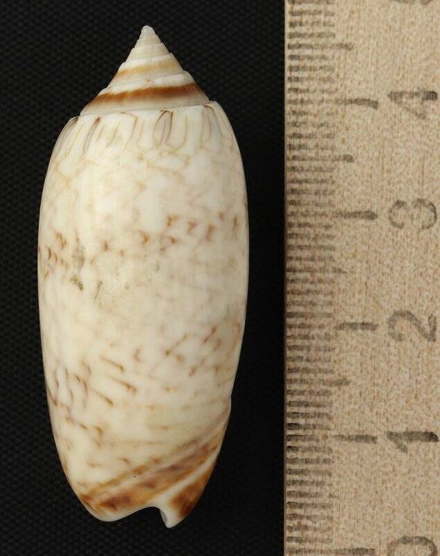 Раковина морского моллюска. Олива бифасциата. Americoliva bifasciata Küster, H.C. in Weinkauff, H.C., 1878