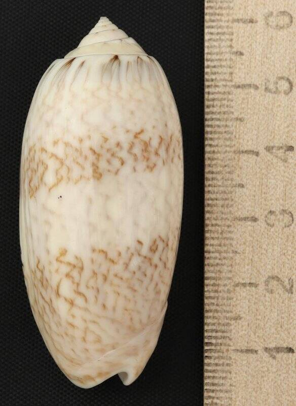 Раковина морского моллюска. Олива буквенная. Americoliva sayana Ravenel, E., 1834