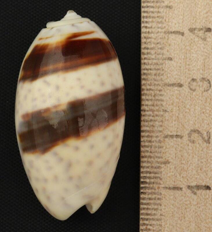 Раковина морского моллюска. Олива бульбоза форма олива бульбоза бицингулята. Oliva (Oliva) bulbosa bicingulata (var.) Lamarck, J.B.P.A. de, 1811
