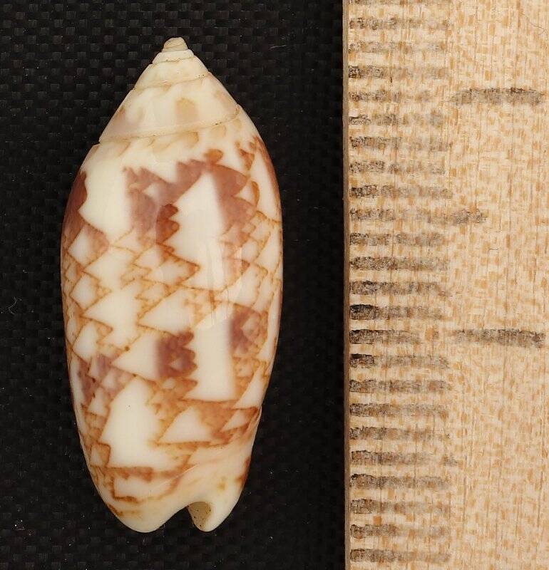 Раковина морского моллюска. Олива Эрнеста. Americoliva reticularis ernesti (var.) (Petuch, E.J., 1990)