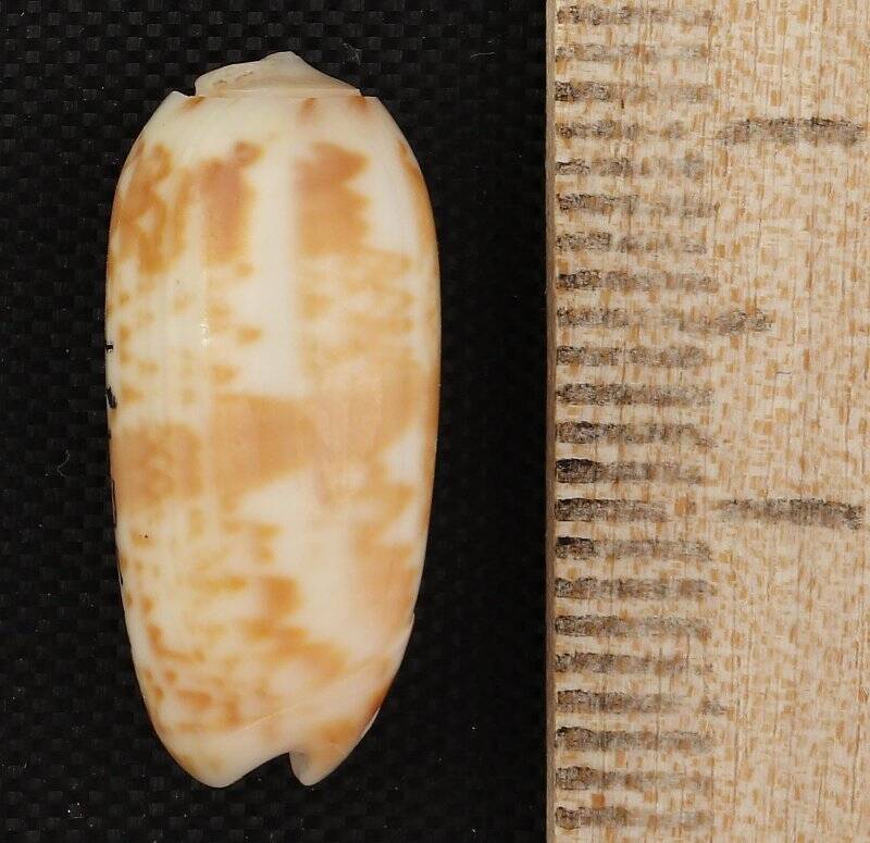 Раковина морского моллюска. Олива милая. Oliva (Galeola) sidelia Duclos, P.L., 1840
