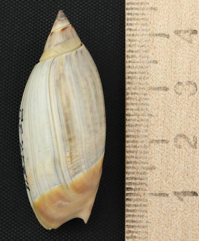 Раковина морского моллюска. Агарония Бираги. Agaronia (Anazola) biraghii Bernard, P.A. & K. Nicolay, 1984