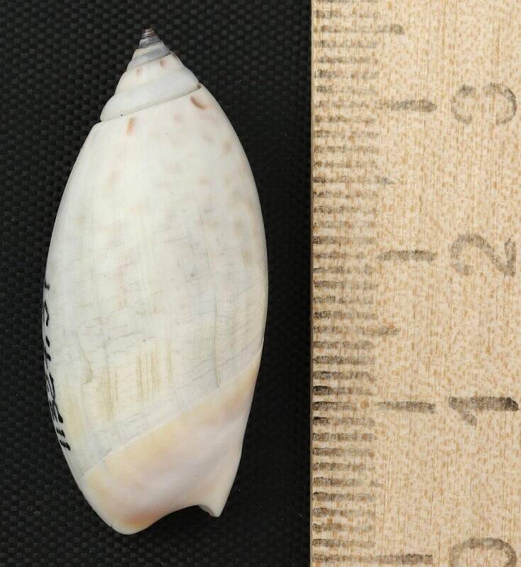 Раковина морского моллюска. Агарония разетои. Agaronia (Anazola) razetoi Terzer, G.L., 1992