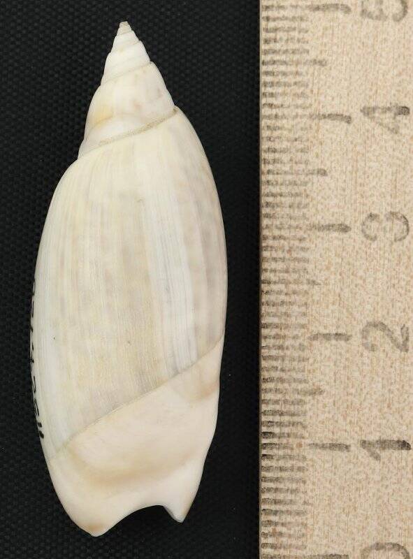 Раковина морского моллюска. Агорония оливково-серая. Agaronia (Agaronia) hiatula Gmelin, J.F., 1791