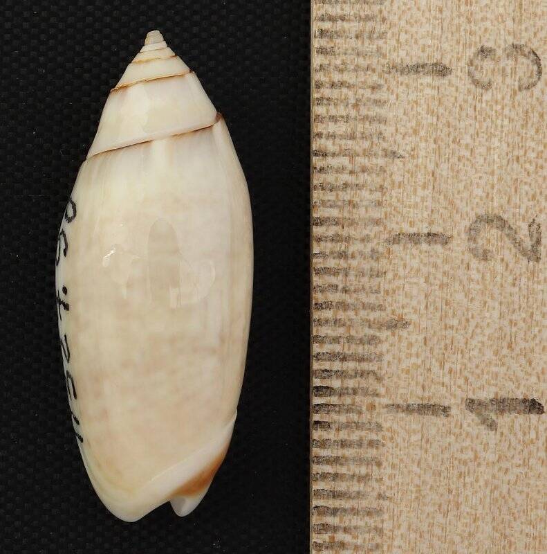 Раковина морского моллюска. Олива австралийская форма олива австралийская палесценс. Oliva (Acutoliva) australis pallescens (var.) Petuch, E.J. & D.M. Sargent, 1986