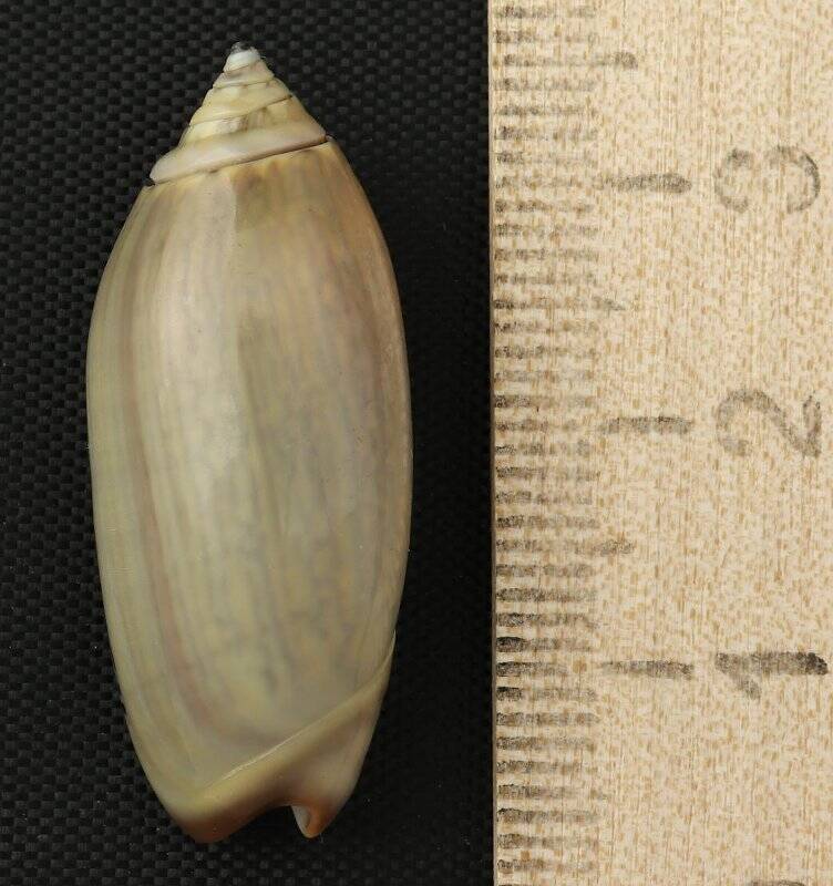 Раковина морского моллюска. Олива олива форма олива олива лонгиспира. Oliva (Oliva) oliva longispira (var.) Bridgman, F.G., 1906