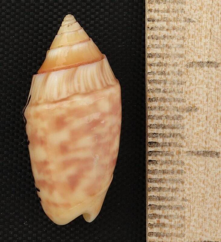 Раковина морского моллюска. Олива Паркинсона. Oliva (Oliva) parkinsoni Prior, C., 1975