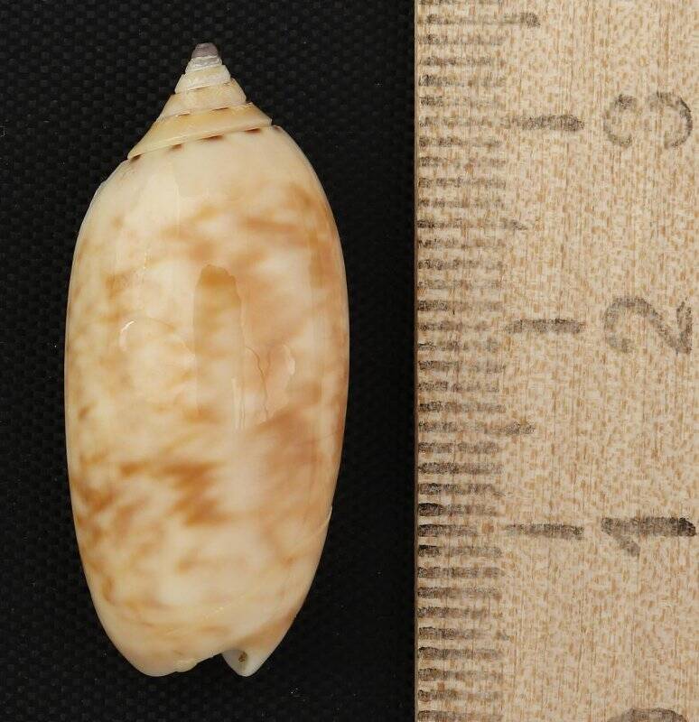 Раковина морского моллюска. Олива пламенная. Oliva (Strephona) flammulata flammulata Lamarck,  1811