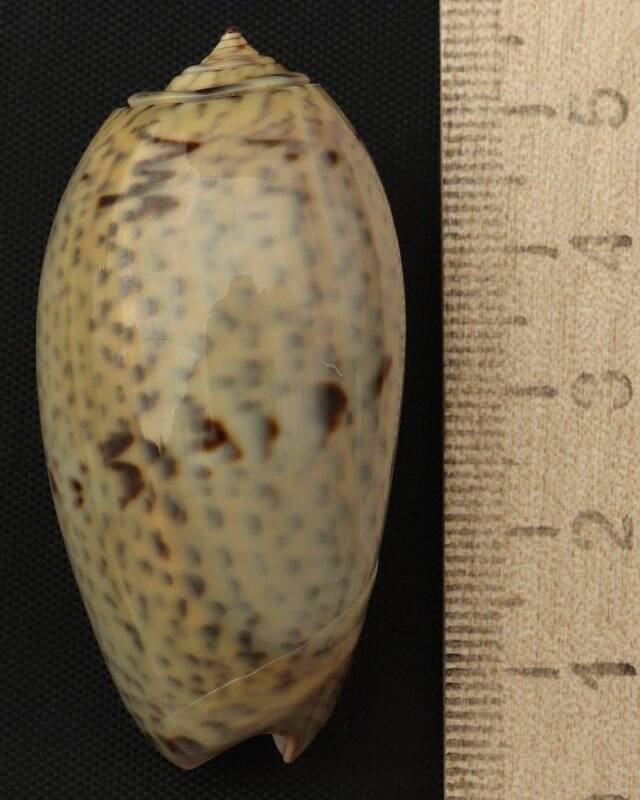 Раковина морского моллюска. Олива тигровая. Oliva (Oliva) tigrina Lamarck, J.B.P.A. de, 1811