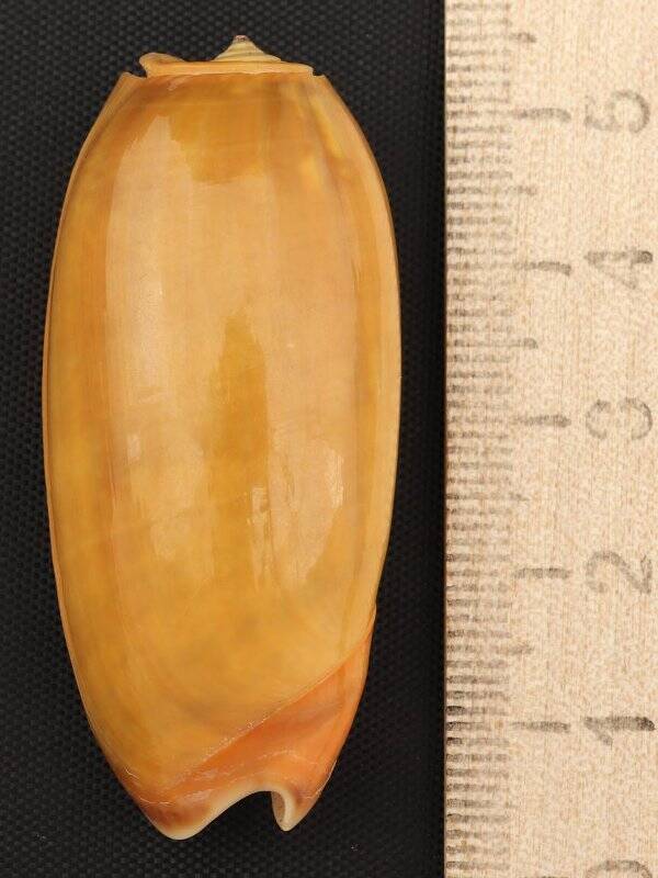 Раковина морского моллюска. Олива видуа форма олива видуа аурата. Oliva (Viduoliva) vidua aurata (var.) Röding, P.F., 1798