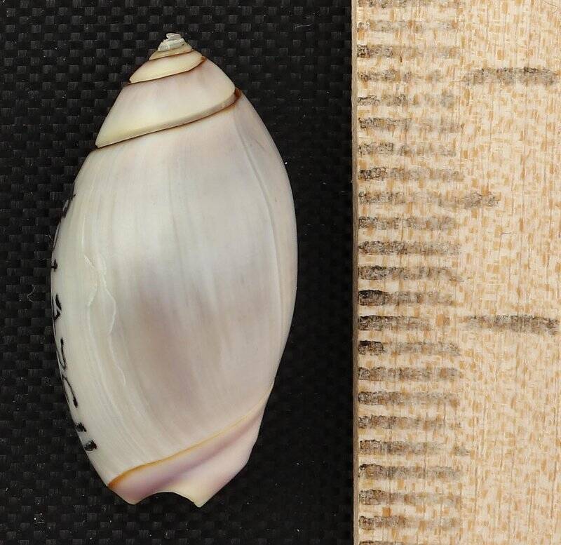 Раковина морского моллюска. Оливелла фиолетовая. Callianax biplicata (Sowerby, 1825)