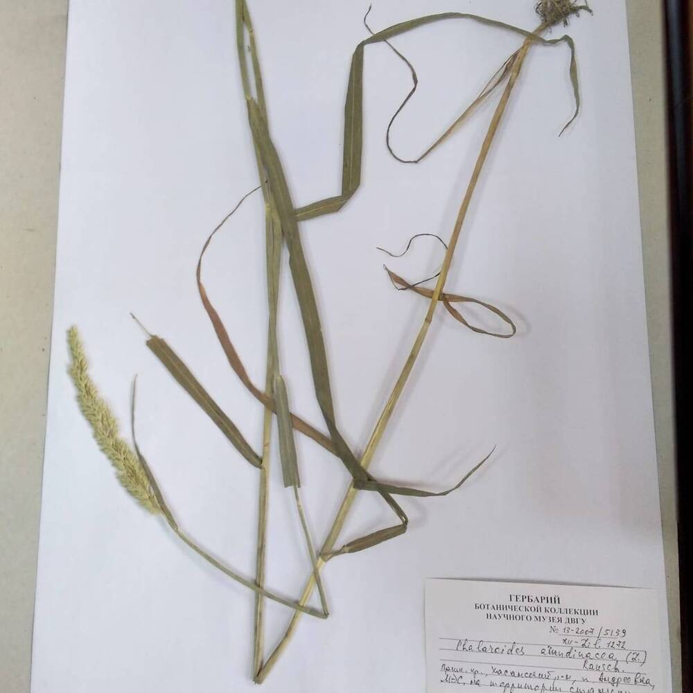 гербарий Двукисточник тростниковый (Phalaroides arundinacea)