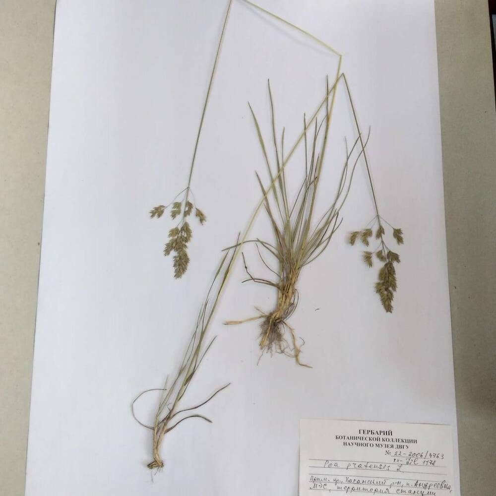 гербарий Мятлик луговой (Poa pratensis)