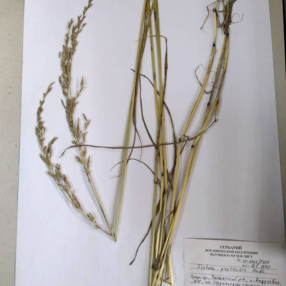 гербарий Овсяница луговая (Festuca pratensis)