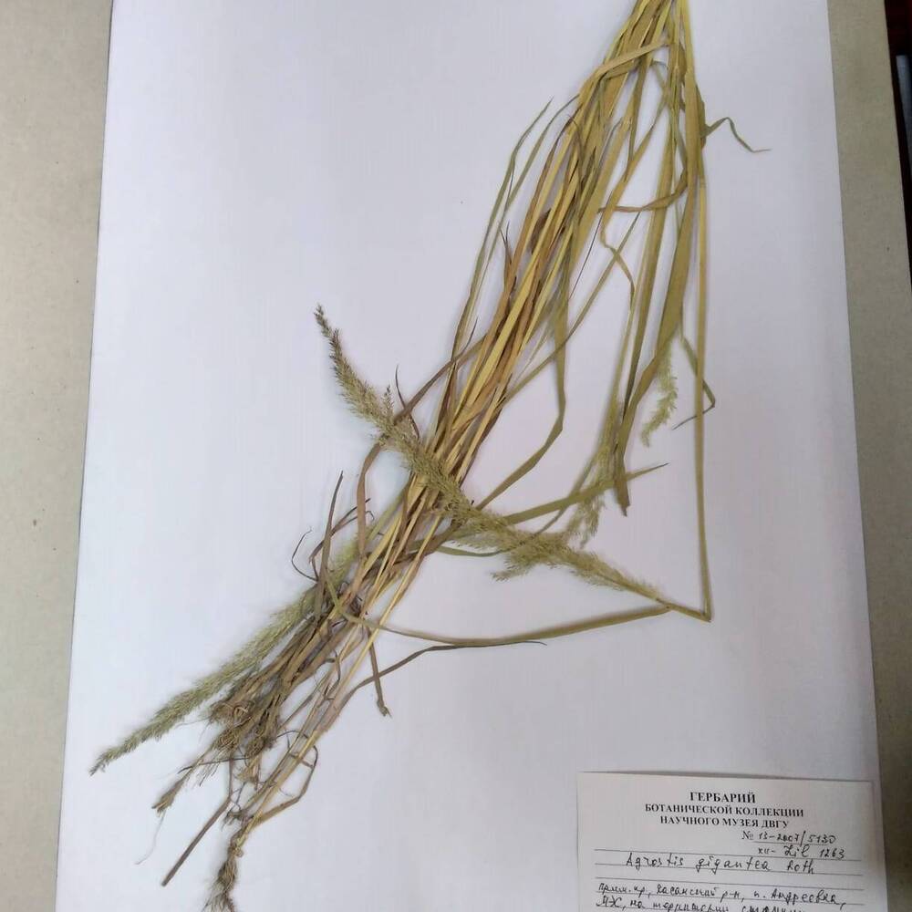 гербарий Полевица гигантская (Agrostis gigantea)