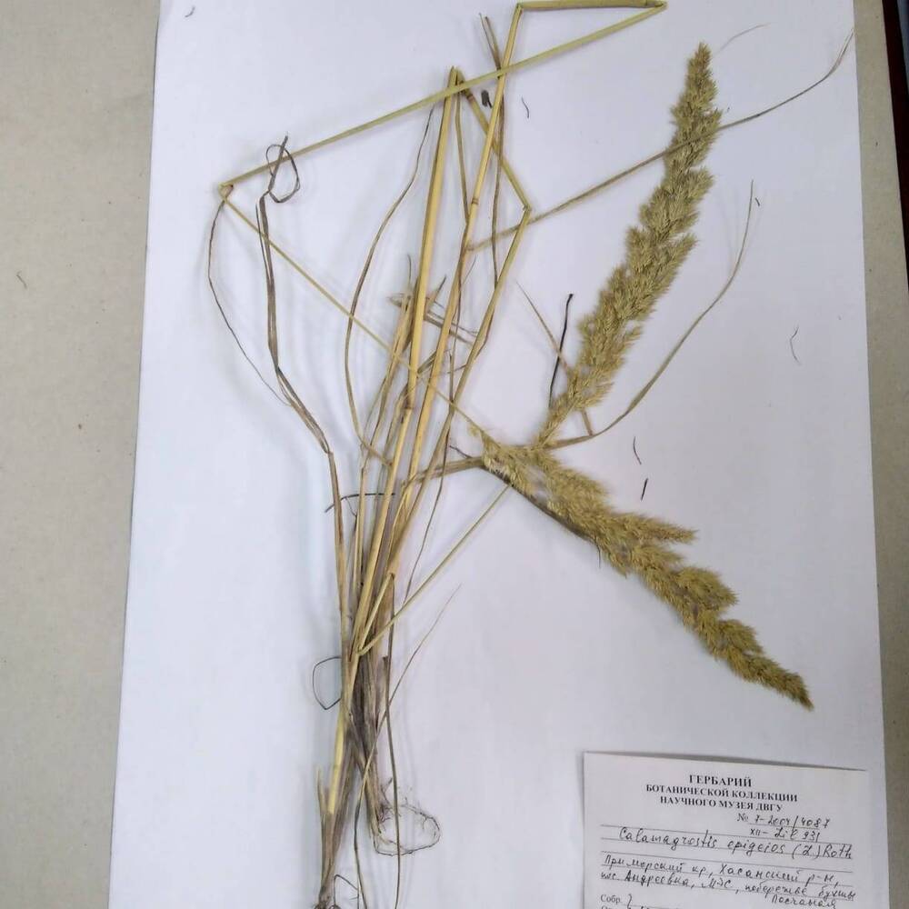 гербарий Вейник наземный (Calamagrostis epigeios)