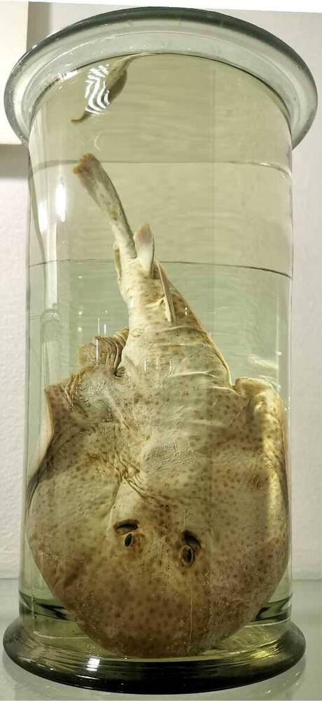 Рыба. Электрический скат (Narcine sp.)
