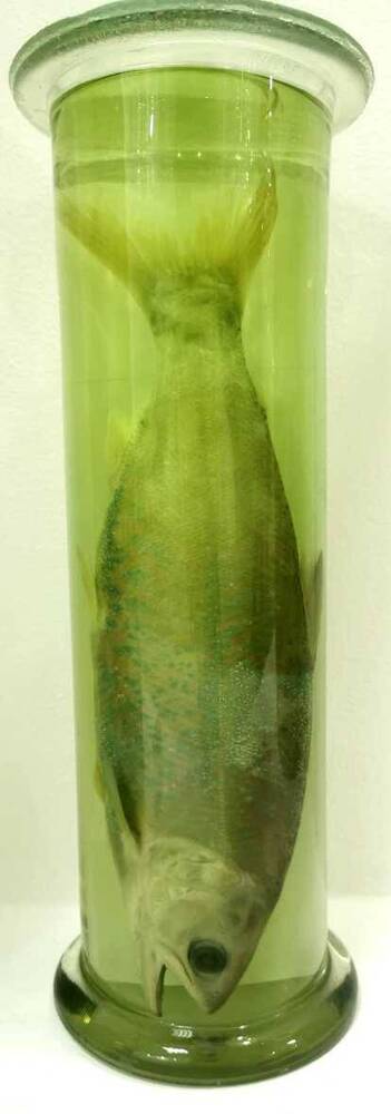 Рыба. Нерка (Oncorhynchus nerka)
