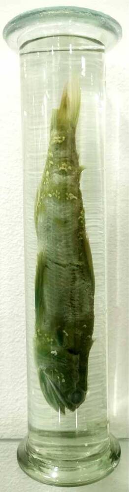 Рыба. Короткорылый ящероголов (Trachinocephalus myops)
