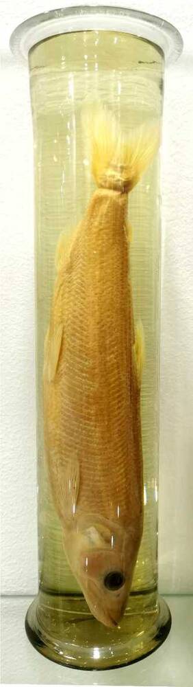 Рыба. Азиатская зубастая корюшка (Osmerus mordax)