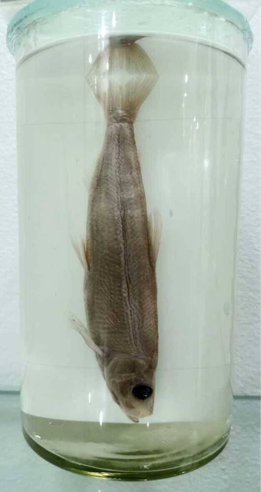 Рыба. Морская малоротая корюшка (Hypomesus japonicus)