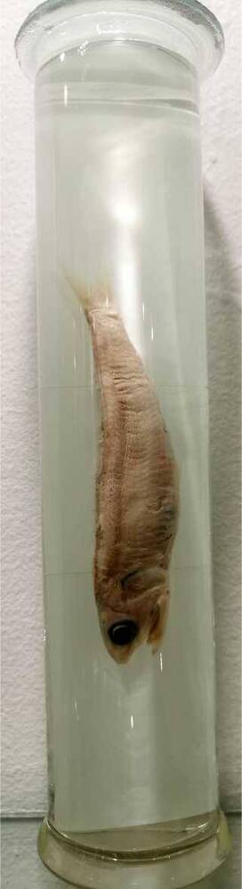 Рыба. Японский анчоус (Engraulis japonicus)